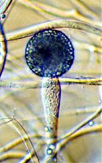 Sporangium and subsporangial vesicle of Fennellomyces linderi