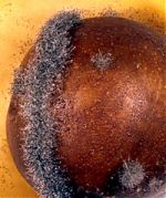 Mucor piriformis inoculated on a pear