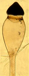 Pilobolus roridus var. umbonatus vesicle and sporangium