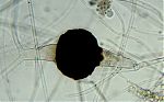 Thamnostylum piriforme zygospore