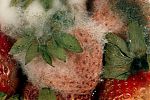 Rhizopus stolonifer on strawberries