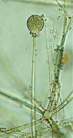 Absidia spinosa sporangium and sporangiophore