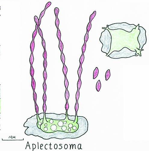 Aplectosoma | Zygomycetes