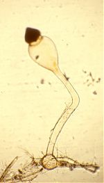 Pilobolus roridus var. umbonatus trophocyst, sporangiophore, vesicle, and sporangium