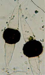 Rhizopus stolonifer zygospores